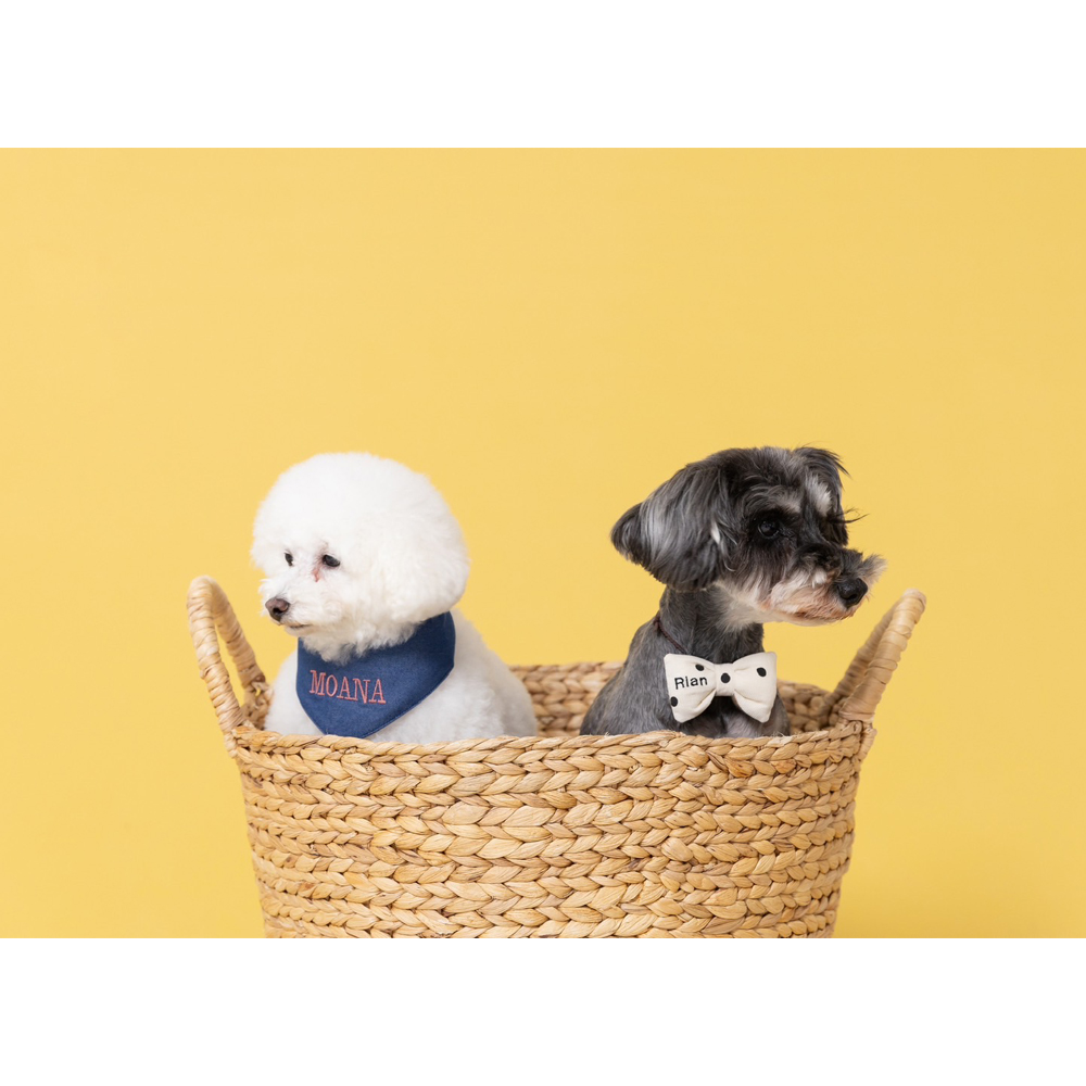 卒業犬のモアナちゃんとりあんちゃんの近況♪